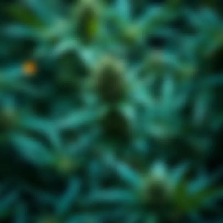 Magnificent Exploring Weed ETFs: A Comprehensive Analysis of Stock Investment in the Cannabis Sector Magnificent Exploring Weed ETFs: A Comprehensive Analysis of Stock Investment in the Cannabis Sector