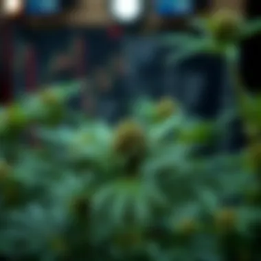 Exploring Weed ETFs: A Comprehensive Analysis of Stock Investment in the Cannabis Sector Summary Exploring Weed ETFs: A Comprehensive Analysis of Stock Investment in the Cannabis Sector Summary